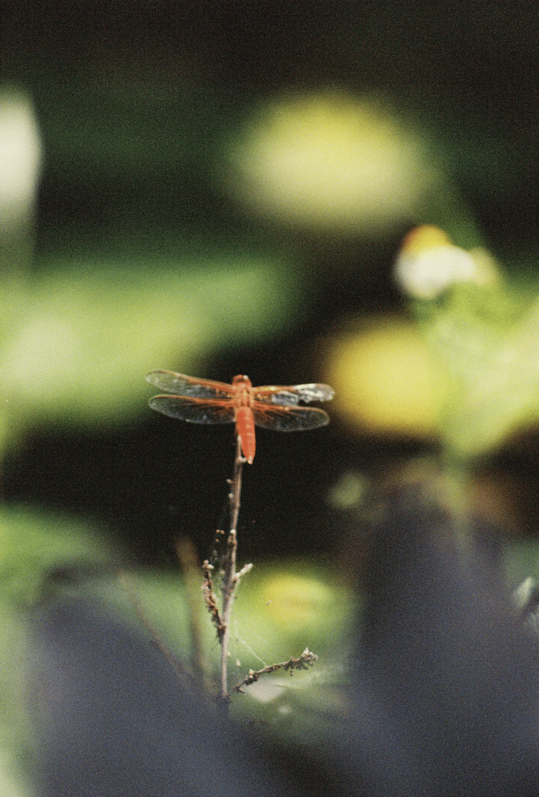 Fotografía análoga de la naturaleza de Las Estacas por Diego Áviles